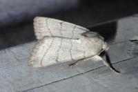 Charanyca trigrammica