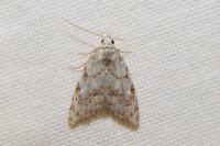 Nola confusalis