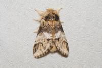 Drymonia dodonaea