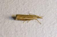 Crambus lathoniellus