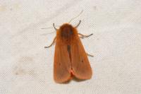 Phragmatobia fuliginosa