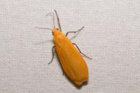 Wittia sororcula