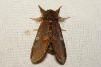 Notodonta dromedarius
