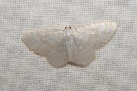 Asthena albulata