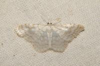Asthena albulata