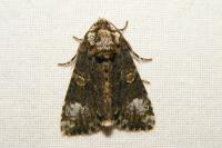 Craniophora ligustri