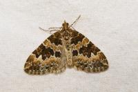 Electrophaes corylata