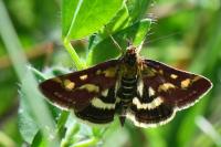 Pyrausta purpuralis