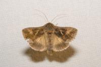 Autographa gamma