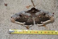 Saturnia pyri