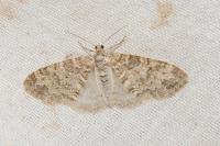 Lobophora halterata