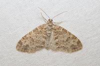 Lobophora halterata