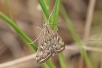 Loxostege sticticalis