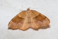 Plagodis pulveraria