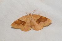 Plagodis pulveraria