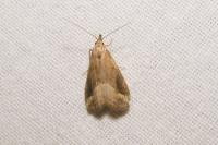 Schrankia costaestrigalis