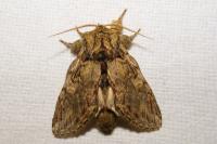 Peridea anceps