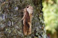 Egira conspicillaris