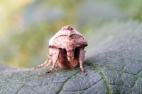 Egira conspicillaris