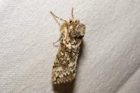 Polyploca ridens