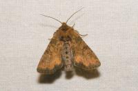 Oligia