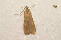 Nomophila noctuella