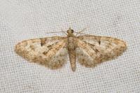 Eupithecia abbreviata