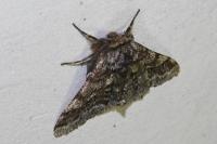 Lycia hirtaria