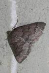 Aleucis distinctata