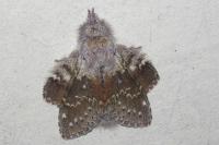 Stauropus fagi