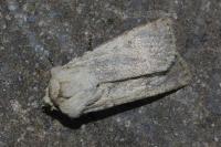 Agrotis turatii