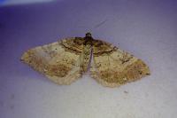 Earophila badiata