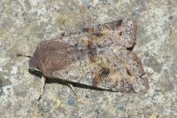 Orthosia incerta