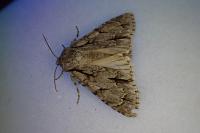 Acronicta psi/tridens