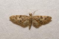 Eupithecia dodoneata