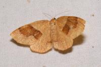 Plagodis pulveraria