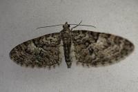 Eupithecia dodoneata