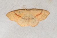 Cyclophora punctaria
