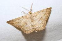 Hypomecis punctinalis