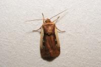 Ochropleura plecta