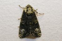 Craniophora ligustri