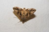 Autographa gamma
