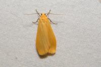 Wittia sororcula