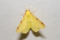 Opisthograptis luteolata