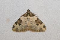 Xanthorhoe fluctuata