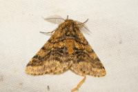 Lycia hirtaria
