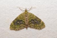 Acasis viretata