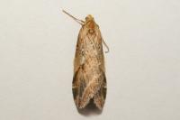 Chesias rufata rufata
