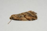 Chesias rufata rufata