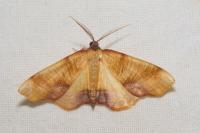 Plagodis dolabraria